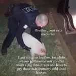 meta:tagme oats pig police // 461x461 // 39KB