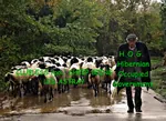 conspiracy fascism government herding hibernian_conspiracy ireland nazi sheep shepherd site:pol // 680x496 // 149KB