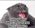 angry cat emote image_macro meta:lowres oldfag // 124x100 // 21KB