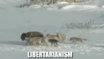 anarcho_capitalism buffalo capitalism libertarianism meta:animated meta:gif wolf // 360x204 // 1.9MB