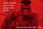 ape beret che_guevara comrade fake_quote gorilla harambe primate quote red_star simian star // 1024x682 // 132KB