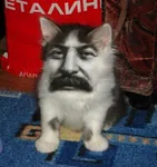 cat face joseph_stalin meta:edit moustache reaction_image // 394x420 // 57KB