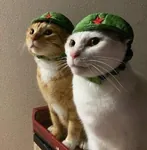 cat hat maoism meta:photo reaction_image red_star // 546x558 // 37KB