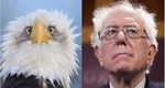 2016 avian bernie_sanders bird comparison eagle election glasses hair social_democracy united_states // 1032x553 // 135KB