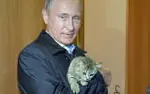 cat emote meta:lowres meta:tagme vladimir_putin // 160x100 // 3.7KB