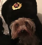 dog hammer_and_sickle meta:photo red_star ushanka yorkshire_terrier // 1200x1292 // 667KB