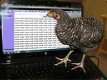 alt_right avian bird buzzword chicken cuck fascism laptop nazi site:pol site:4chan // 640x480 // 223KB