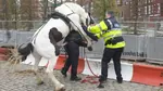 burgerpunk garda horse horse_cock irish_police police // 1152x648 // 1.2MB