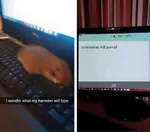 communism_will_win computer hamster keyboard meta:edit snapchat // 960x847 // 59KB