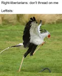 avian bird libertarianism reptile scalie secretary_bird snake // 500x613 // 96KB