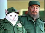 castro cat cuba fidel_castro latin_america // 450x335 // 24KB