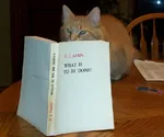 book cat meta:photo reading vladimir_lenin what_is_to_be_done // 604x504 // 45KB
