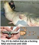 catfish fake fascism fish nazi reichsadler skeleton swastika wels_catfish // 502x574 // 37KB